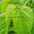 Natural Mulberry Leaf Extract 1% 10% 15% Dnj